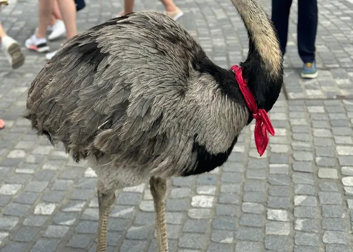 Serenity بيت ضيافة